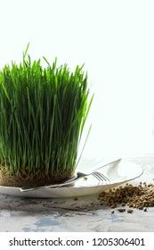 Young green sprouted wheat sprouts on a plate with a fork and knife on a white background. Organic product.